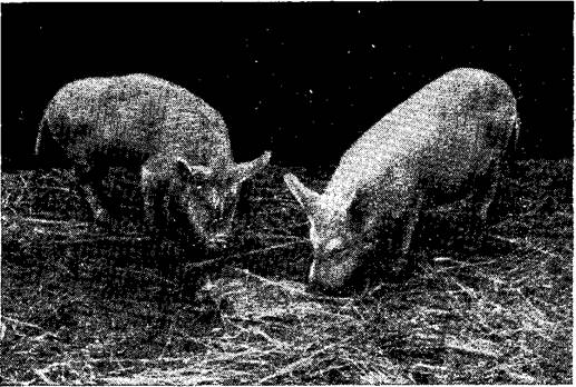 Description: C:Users
dubykAppDataLocalTempFineReader10mediaimage23.png